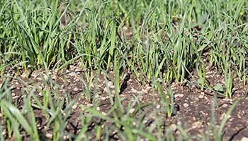 pumice filtration media for pool system